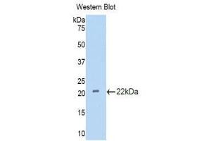 Western Blotting (WB) image for anti-Interleukin 18 Binding Protein (IL18BP) (AA 29-193) antibody (ABIN1859370) (IL18BP antibody  (AA 29-193))
