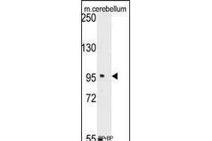 Western blot analysis of anti-SEA Antibody (C-term) (ABIN389214 and ABIN2839370) pre-incubated with(right lane) and without(left lane) blocking peptide in mouse cerebellum tissue lysate. (SEMA6A antibody  (C-Term))