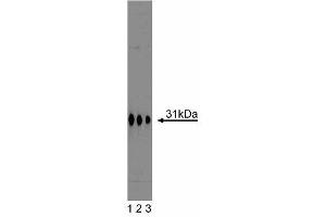 Syntaxin 6 anticorps  (AA 6-136)