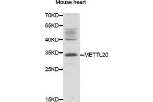 Western blot analysis of extracts of Mouse heart lysate, using METTL20 antibody.