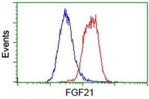 Flow cytometric Analysis of Hela cells, using anti-FGF21 antibody (ABIN2454535), (Red), compared to a nonspecific negative control antibody, (Blue). (FGF21 antibody  (AA 29-209))