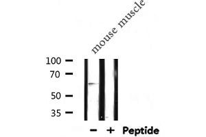 Western blot analysis of TCF4/12 expression in Mouse muscle lysate (TCF4/12 antibody)