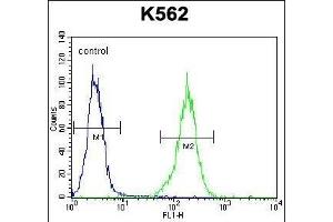 NKAIN1 Antibody (C-term) (ABIN656410 and ABIN2845704) flow cytometric analysis of K562 cells (right histogram) compared to a negative control cell (left histogram). (NKAIN1 antibody  (C-Term))