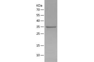 OCT4 Protein (AA 233-360) (His-IF2DI Tag)