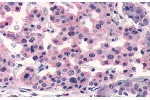 Anti-SSTR5 antibody  ABIN1049366 IHC staining of human pancreas.