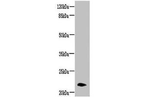 Western blot All lanes: NRSN2 antibody at 3 μg/mL + Mouse liver tissue Secondary Goat polyclonal to rabbit IgG at 1/10000 dilution Predicted band size: 22 kDa Observed band size: 22 kDa (NRSN2 antibody  (AA 1-65))