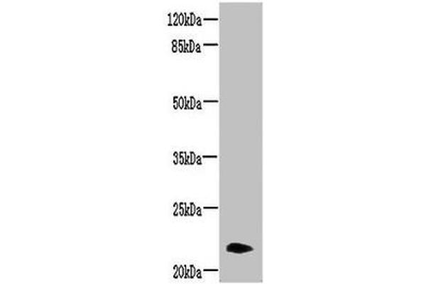 NRSN2 Antikörper  (AA 1-65)