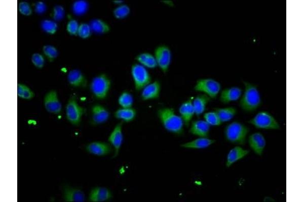 SCUBE1 antibody  (AA 453-566)