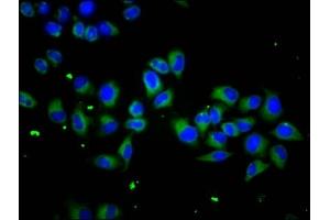 Immunofluorescence staining of Hela cells with ABIN7169635 at 1:133, counter-stained with DAPI.