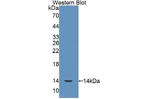 Western blot analysis of the recombinant protein. (SRP9 antibody  (AA 2-86))