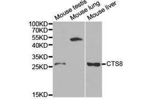 Western Blotting (WB) image for anti-Cystatin 8 (CST8) antibody (ABIN1872052) (CST8 antibody)