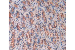 IHC-P analysis of stomach tissue, with DAB staining. (PIGR antibody  (AA 343-447))