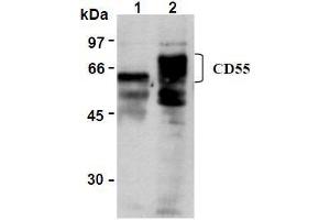 Western Blotting (WB) image for anti-Complement Decay-Accelerating Factor (CD55) antibody (ABIN1106464) (CD55 antibody)