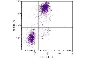 BALB/c mouse splenocytes were stained with Rat Anti-Mouse Kappa-PE. (Rat anti-Mouse Immunoglobulin kappa Chain Complex (Igk) Antibody (PE))