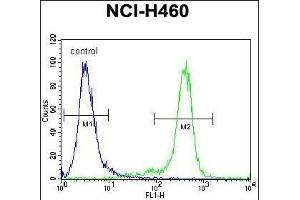NBN Antibody (C-term) (ABIN655721 and ABIN2845169) flow cytometric analysis of NCI- cells (right histogram) compared to a negative control cell (left histogram). (Nibrin antibody  (C-Term))