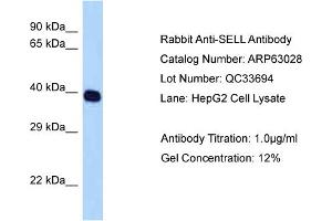 Western Blotting (WB) image for anti-Selectin L (SELL) (C-Term) antibody (ABIN971676) (L-Selectin antibody  (C-Term))