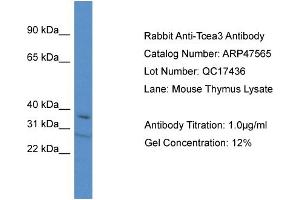 Western Blotting (WB) image for anti-Transcription Elongation Factor A (SII), 3 (TCEA3) (C-Term) antibody (ABIN2783022) (TCEA3 antibody  (C-Term))
