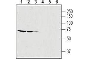 Western blot analysis of rat skeletal muscle lysate (lanes 1 and 4, 1:600), mouse brain membrane (lanes 2 and 5) and human OVCAR3 ovarian adenocarcinoma cell line lysate (lanes 3 and 6): - 1-3.