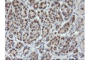 Image no. 1 for anti-Src-like-adaptor 2 (SLA2) antibody (ABIN1500948) (SLAP2 antibody)