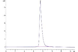 The purity of Human DKK1 N terminal Domain is greater than 95 % as determined by SEC-HPLC. (DKK1 Protein (AA 32-142, N-Term) (Fc-Avi Tag))