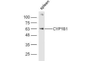Mouse spleen probed with Rabbit Anti-CYP1B1 Polyclonal Antibody, Unconjugated  at 1:500 for 90 min at 37˚C. (CYP1B1 antibody  (AA 441-543))