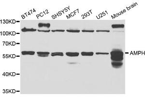 Western blot analysis of extracts of various cell lines, using AMPH antibody (ABIN5973122) at 1/1000 dilution. (Amphiphysin antibody)
