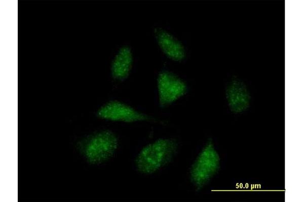 AEN antibody  (AA 1-325)