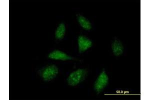 Immunofluorescence of purified MaxPab antibody to ISG20L1 on HeLa cell.