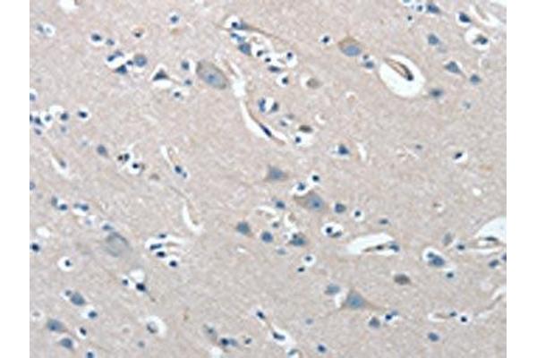 PRKX antibody