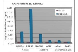 Chromatin Immunoprecipitation (ChIP) image for anti-Histone 3 (H3) (H3K18me2) antibody (ABIN5706755)