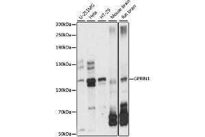 Western blot analysis of extracts of various cell lines, using GPRIN1 antibody (ABIN6293205) at 1:1000 dilution.
