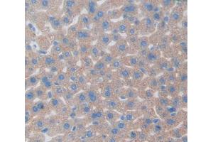 Used in DAB staining on fromalin fixed paraffin- embedded Kidney tissue (Regucalcin antibody  (AA 1-299))