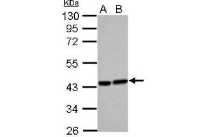 WB Image Sample (30 ug of whole cell lysate) A: HeLa B: HepG2 10% SDS PAGE antibody diluted at 1:500 (HMOX2 antibody)