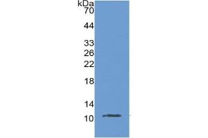 WB of Protein Standard: different control antibodies  against Highly purified E. (MUC2 ELISA Kit)