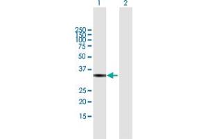 Western Blot analysis of VGLL4 expression in transfected 293T cell line by VGLL4 MaxPab polyclonal antibody. (VGLL4 antibody  (AA 1-290))