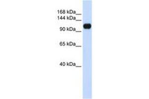 Image no. 1 for anti-Ankyrin Repeat and LEM Domain Containing 2 (ANKLE2) (AA 864-913) antibody (ABIN6741287) (ANKLE2 antibody  (AA 864-913))