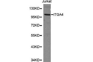 Western blot analysis of Jurkat cell lysate using ITGA4 antibody.