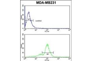 ACR Antibody (Center) (ABIN653022 and ABIN2842644) flow cytometric analysis of MDA-M cells (bottom histogram) compared to a negative control cell (top histogram). (Acrosin antibody  (AA 99-127))