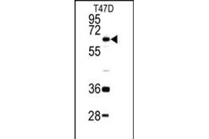 Western blot analysis of DDX5 antibody (C-term) (ABIN391668 and ABIN2841579) in T47D cell line lysates (35 μg/lane). (DDX5 antibody  (C-Term))