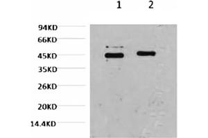 Western blot analysis of Hela, diluted at 1) 1:2000, 2) 1:5000. (Caspase 9 antibody)