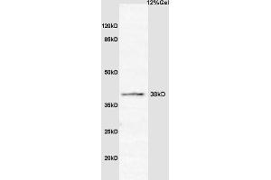 Rat brain lysates probed with Anti Cyclin G2 Polyclonal Antibody, Unconjugated (ABIN704621) at 1:200 overnight at 4 °C. (Cyclin G2 antibody  (AA 151-250))