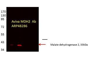 MDH2 antibody - C-terminal region  validated by WB using Proximal kidney tubules purfied from cortex at 1:1000. (MDH2 antibody  (C-Term))