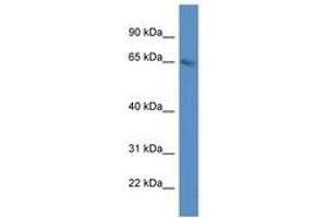 Image no. 1 for anti-Methyltransferase Like 3 (METTL3) (C-Term) antibody (ABIN6746084) (METTL3 antibody  (C-Term))