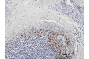 Immunoperoxidase of purified MaxPab antibody to FAIM3 on formalin-fixed paraffin-embedded human tonsil. (FAIM3 antibody  (AA 1-390))