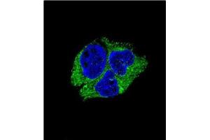 Confocal Immunofluorescent analysis of SERPINI1 Antibody (N-term)Cat. (Neuroserpin antibody  (N-Term))