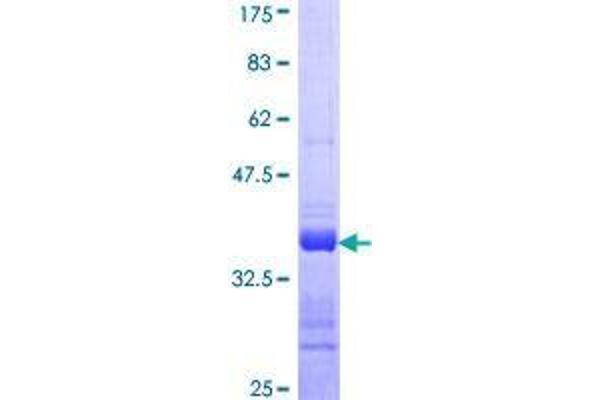 CALML5 Protein (AA 47-146) (GST tag)