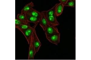 Immunofluorescence (IF) image for anti-Nucleophosmin (Nucleolar phosphoprotein B23, Numatrin) (NPM1) (N-Term) antibody (ABIN6940217)