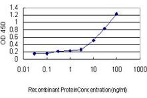 Detection limit for recombinant GST tagged MEF2A is approximately 0. (MEF2A antibody  (AA 71-170))