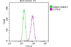 Overlay histogram showing Hela cells stained with ABIN7127459 (red line) at 1:50. (Recombinant DNM2 antibody)