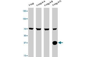 The AURKC polyclonal antibody  is used in Western blot to detect AURKC in lysates of 293 cells expressing Flag tag (lane 1) , Flag-tagged AURKA (lane 2) , Flag-tagged AURKB (lane 3) , Flag-tagged AURKC (lane 4) .